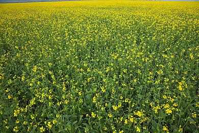 国风道士题材游戏《镇邪》销量突破10万 Steam特别好评