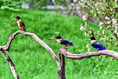 3月国产网络游戏版号公布 《解限机》等过审